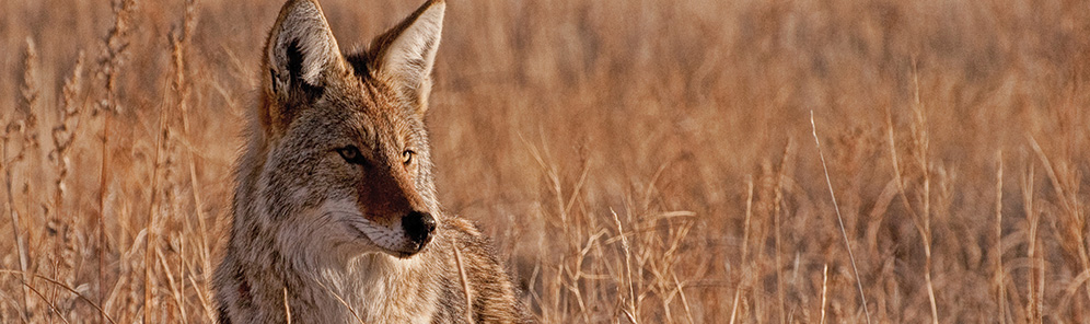 Coyote in the field
