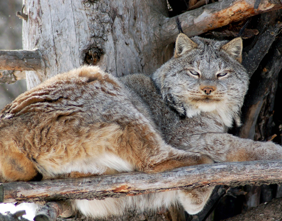 Lynx