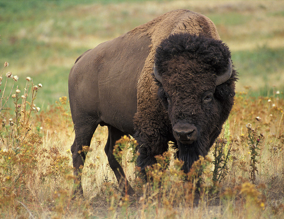 Plains Bison