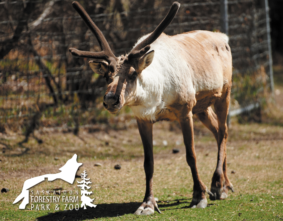 caribou