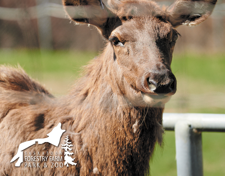 elk