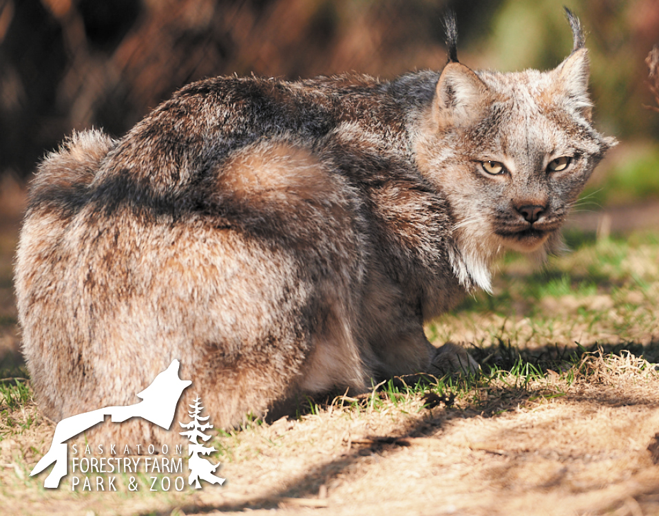 lynx