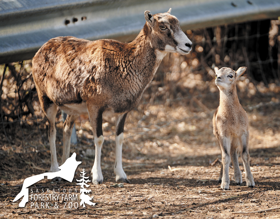 mouflon