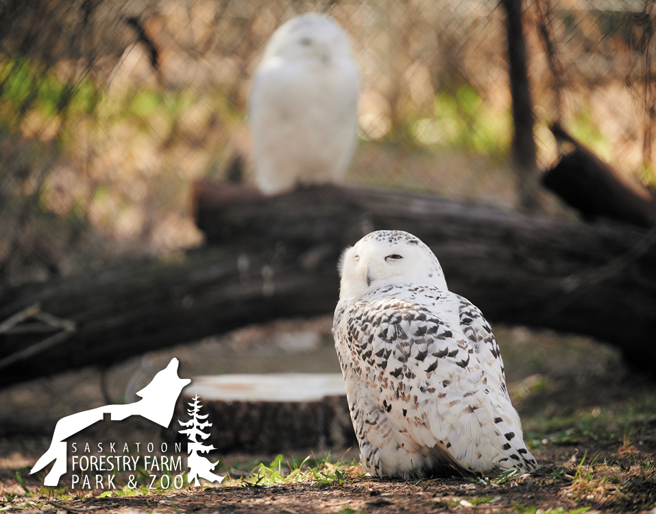 Owls