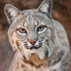 bobcat