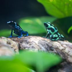 frog