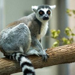 lemur