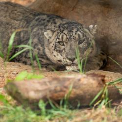 snow leopard
