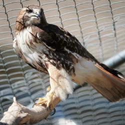 hawk