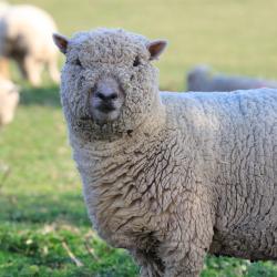 sheep
