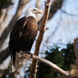 eagle