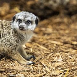 meerkat