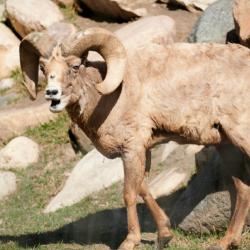 bighorn sheep