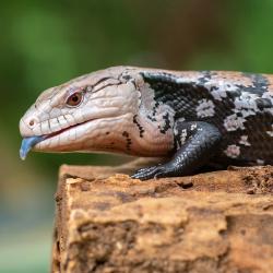 skink