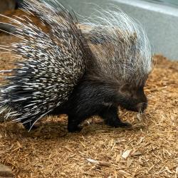 porcupine