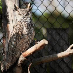 owl