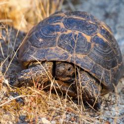 greek tortoise