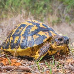 tortoise