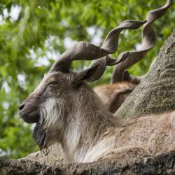 markhor