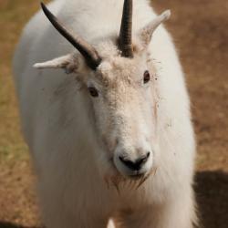 mountain goat