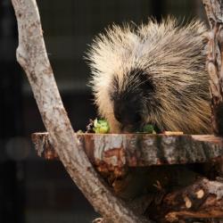 porcupine