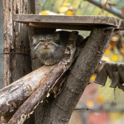 pallas's cat
