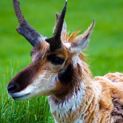 pronghorn