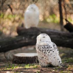 snowy owl