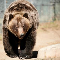grizzly Bear