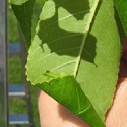 Ash Leaf Cone Roller