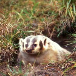Badger