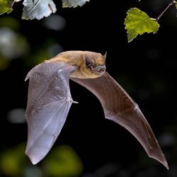 Bats