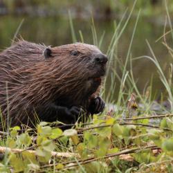 Beaver