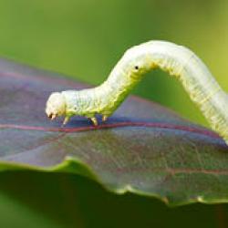 cankerworm