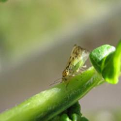 Cotton Ash Psyllid