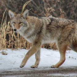 Coyote