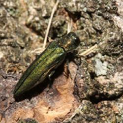 Emerald Ash Borer