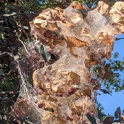 Fall Webworm