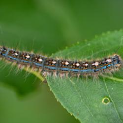 Forest Tent Caterpillar