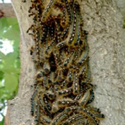 Forest Tent Caterpillar