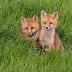 Foxes