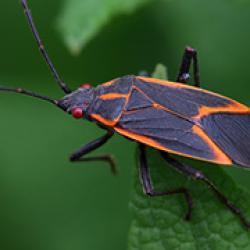 Boxelder bugs or Maple bugs