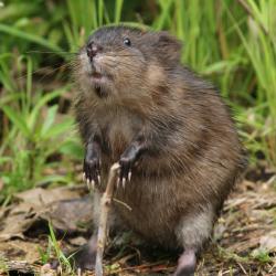 Muskrat