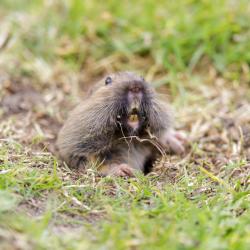 Pocket Gopher