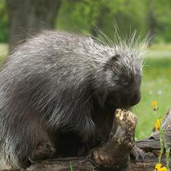 Porcupine