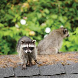 Raccoons