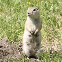 Richardson's Ground Squirrel