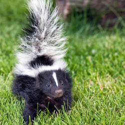 Skunks