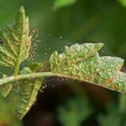 spider mites