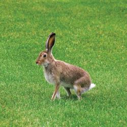 White-tailed Jackrabbits